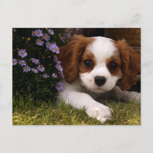 Cavalier King Charles Spaniel Puppy hinter Blume Postkarte