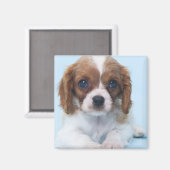 Cavalier King Charles Spaniel Puppy Magnet (Vorderseite/Rückseite)