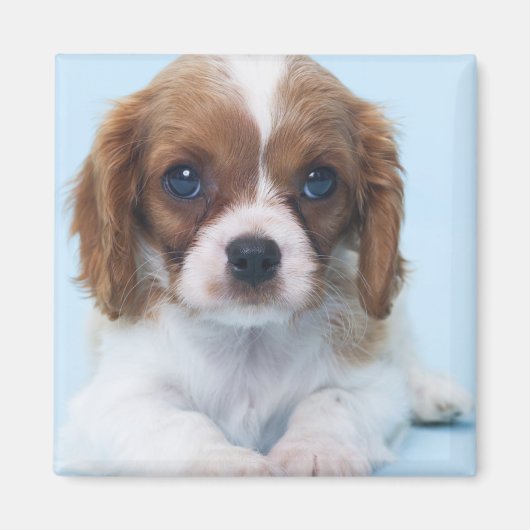 Cavalier King Charles Spaniel Puppy Magnet (Vorne)