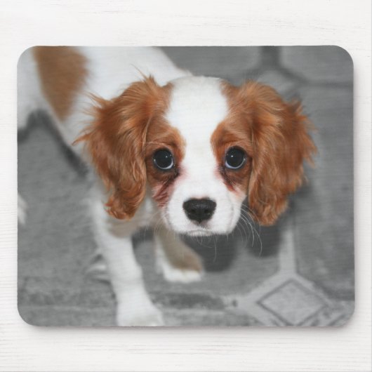 Cavalier King Charles Spaniel Puppy Mousepad (Vorne)