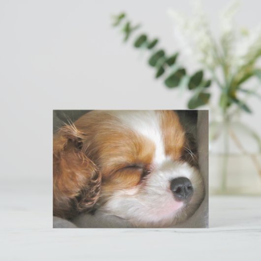 Cavalier King Charles Spaniel Puppy Postcard Postkarte (Stehend Vorderseite)