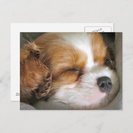 Cavalier King Charles Spaniel Puppy Postcard Postkarte (Vorne/Hinten)