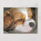 Cavalier King Charles Spaniel Puppy Postcard Postkarte (Vorderseite)