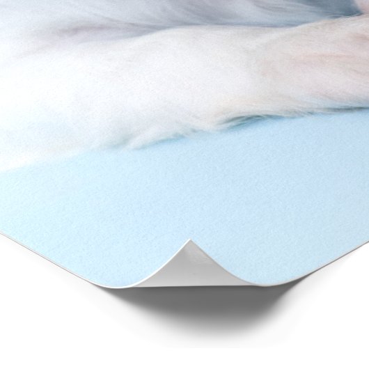 Cavalier King Charles Spaniel Puppy Poster (Ecke)