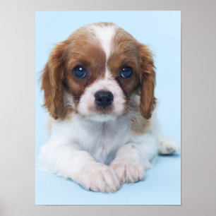 Cavalier King Charles Spaniel Puppy Poster