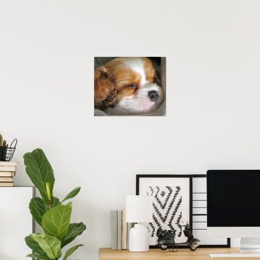 Cavalier King Charles Spaniel Puppy Poster (Heimbüro)