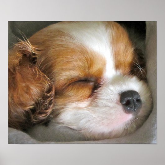 Cavalier King Charles Spaniel Puppy Poster (Vorne)