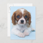 Cavalier King Charles Spaniel Puppy Postkarte (Vorne/Hinten)