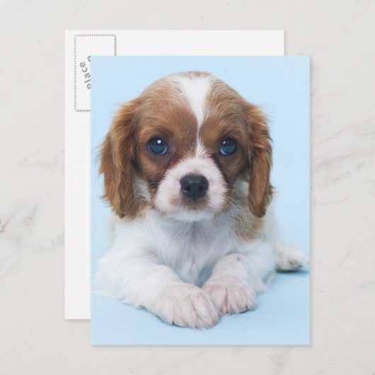 Cavalier King Charles Spaniel Puppy Postkarte (Vorne/Hinten)