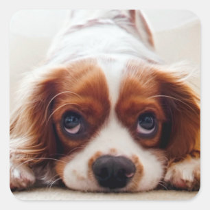 Cavalier King Charles Spaniel Quadratischer Aufkleber
