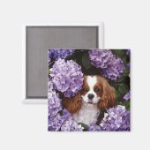 Cavalier King Charles Spaniel Red und White Magnet (Vorderseite/Rückseite)