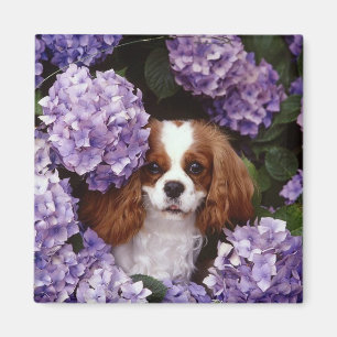 Cavalier King Charles Spaniel Red und White Magnet