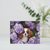 Cavalier King Charles Spaniel Red und White Postkarte (Stehend Vorderseite)