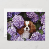 Cavalier King Charles Spaniel Red und White Postkarte (Vorne/Hinten)