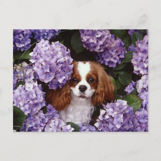 Cavalier King Charles Spaniel Red und White Postkarte (Vorderseite)