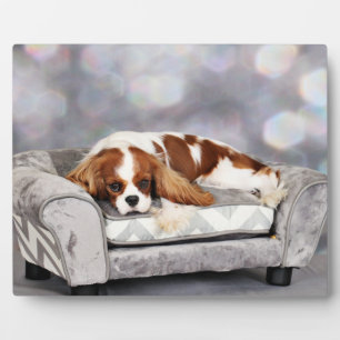 Cavalier King Charles Spaniel - Remington Fotoplatte