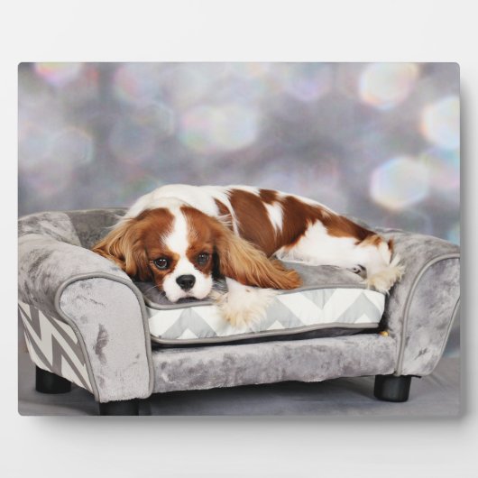 Cavalier King Charles Spaniel - Remington Fotoplatte (Vorderseite)