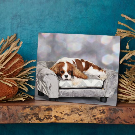 Cavalier King Charles Spaniel - Remington Fotoplatte (Seite)