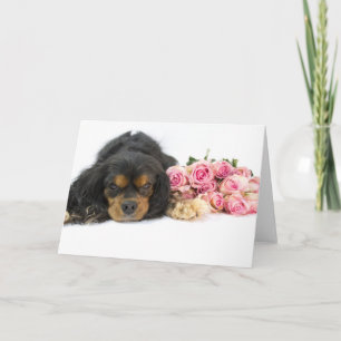 Cavalier King Charles Spaniel Rosa Rosen Hunde Dec Karte
