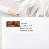 Cavalier_King_Charles_Spaniel_-_ruby-Augen (Insitu)