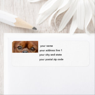 Cavalier_King_Charles_Spaniel_-_ruby-Augen