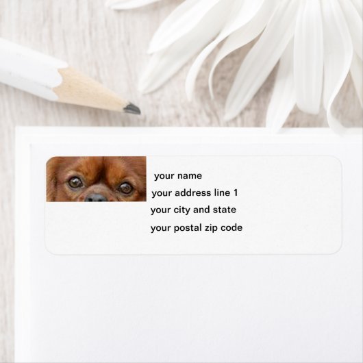 Cavalier_King_Charles_Spaniel_-_ruby-Augen (Insitu)