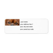 Cavalier_King_Charles_Spaniel_-_ruby-Augen (Vorne)