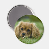 Cavalier King Charles Spaniel Ruby Magnet (Vorderseite/Rückseite)