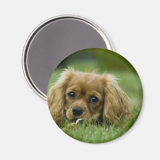 Cavalier King Charles Spaniel Ruby Magnet (Vorderseite/Rückseite)