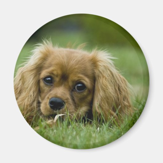 Cavalier King Charles Spaniel Ruby Magnet (Vorne)