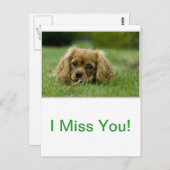 Cavalier King Charles Spaniel Ruby Postkarte (Vorne/Hinten)