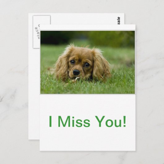 Cavalier King Charles Spaniel Ruby Postkarte (Vorne/Hinten)