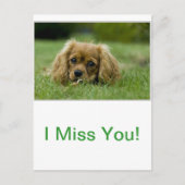 Cavalier King Charles Spaniel Ruby Postkarte (Vorderseite)