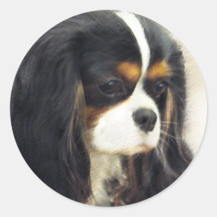Cavalier King Charles Spaniel Runder Aufkleber