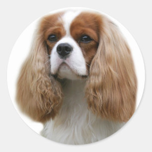 Cavalier King Charles Spaniel Runder Aufkleber