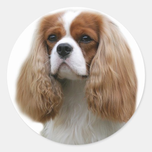 Cavalier King Charles Spaniel Runder Aufkleber (Vorderseite)