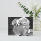 Cavalier King Charles Spaniel Running Postcard Postkarte (Stehend Vorderseite)