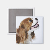 Cavalier King Charles Spaniel, Seitenansicht Magnet (Vorderseite/Rückseite)