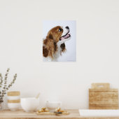 Cavalier King Charles Spaniel, Seitenansicht Poster (Küche)