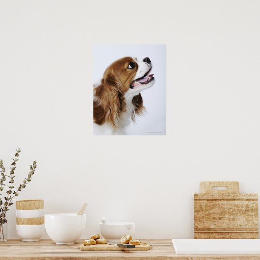 Cavalier King Charles Spaniel, Seitenansicht Poster (Küche)