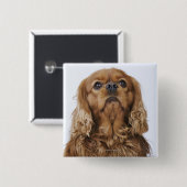 Cavalier King Charles Spaniel sieht nach oben Button (Vorne & Hinten)