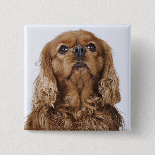 Cavalier King Charles Spaniel sieht nach oben Button (Vorderseite)