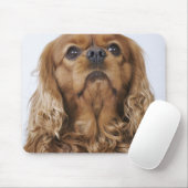 Cavalier King Charles Spaniel sieht nach oben Mousepad (Mit Mouse)