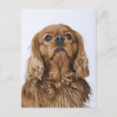 Cavalier King Charles Spaniel sieht nach oben Postkarte (Vorderseite)