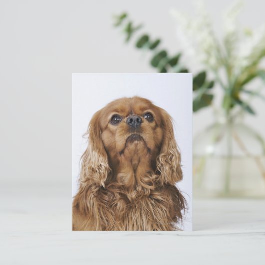Cavalier King Charles Spaniel sieht nach oben Postkarte (Stehend Vorderseite)