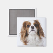 Cavalier King Charles Spaniel sitzt im Studio Magnet (Vorderseite/Rückseite)
