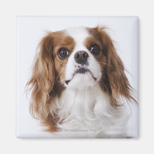 Cavalier King Charles Spaniel sitzt im Studio Magnet (Vorne)