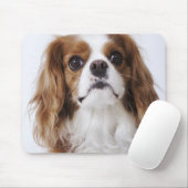 Cavalier King Charles Spaniel sitzt im Studio Mousepad (Mit Mouse)