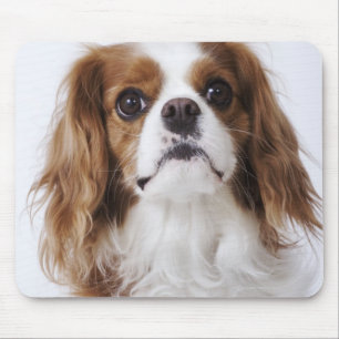 Cavalier King Charles Spaniel sitzt im Studio Mousepad