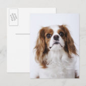 Cavalier King Charles Spaniel sitzt im Studio Postkarte (Vorne/Hinten)